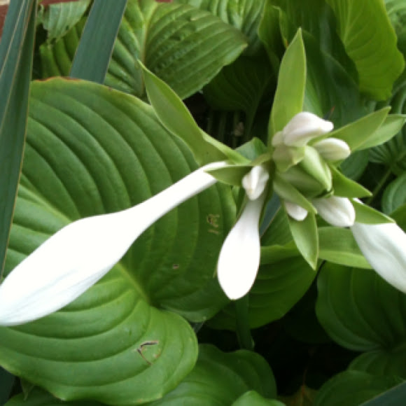 Spotting Image 1
