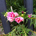 double Mossrose Purslane