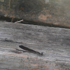 damselfly