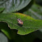 harvestman