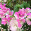 Bougainvillea