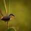 Ashy prinia