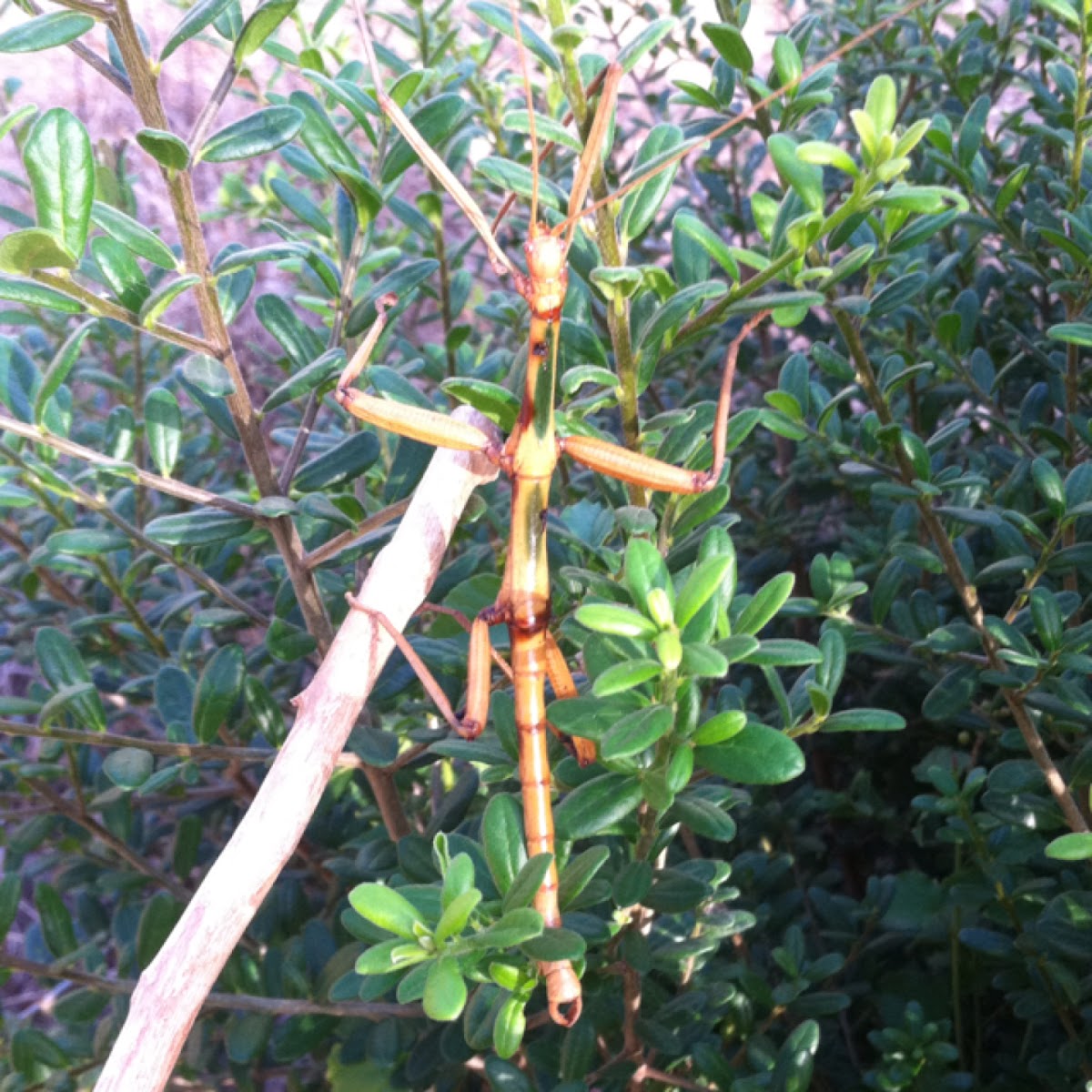 Northern walking stick