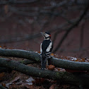 grote bonte specht (Dendrocopos major)