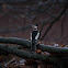 grote bonte specht (Dendrocopos major)
