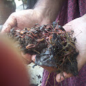 Earthworm
