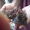 Earthworm