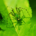 Green Lynx spider