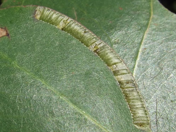 Spotting Image 1