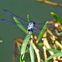 Blue Marsh Hawk