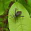 Leaf-footed bug