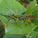 Painted Grasshopper