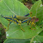 Painted Grasshopper