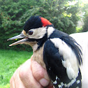 Great Spotted Woodpecker