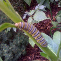 Swallowtail Larvae