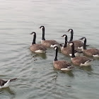 Canada goose
