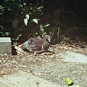 Kererū or New Zealand Pigeon