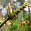 Unknown stem gall