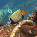 keizersvis, Pomacanthus imperator