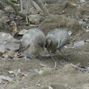 Jungle Babbler