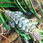 Eastern Fence Lizard