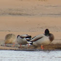 Mallard Ducks
