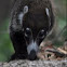 White-nosed Coati