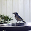 Blue Jay