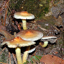 Sulphur Tuft