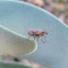 Fuller Rose Weevil