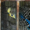 Parakeet