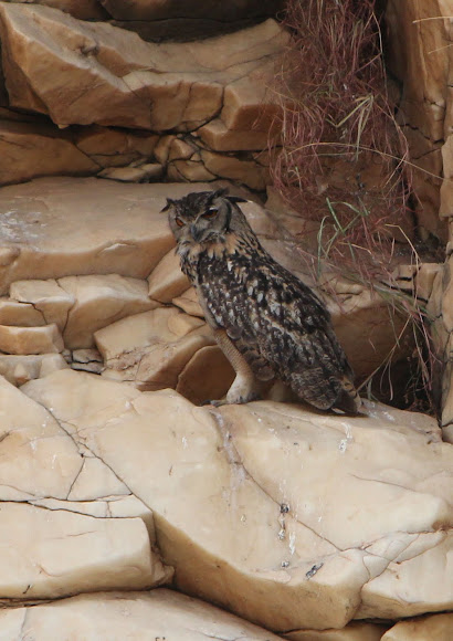 Spotting Image 1