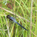 Bar-winged Skimmer
