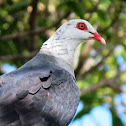 White-headed Pigeons