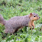 Fox Squirrel