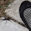 Wolf Spider