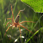 Nursery Web Spider