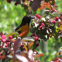 Baltimore Oriole