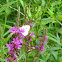 Cabbage Butterfly