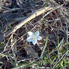 Spring beauty