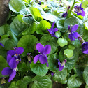 Viola mammola