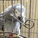 Psittacus
