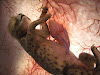 Animals in the womb (Gambar 3)