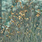 Carolina chickadee