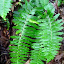 Fern