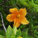 Hibiscus
