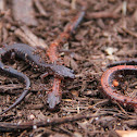 Eastern Red-backed Salamander