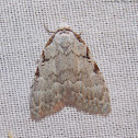 Three-spotted Nola