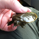 Spiny Softshell Turtle