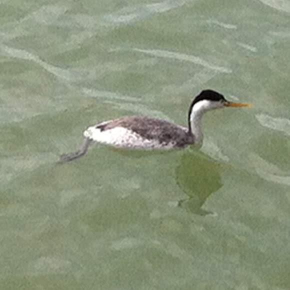 Spotting Image 1